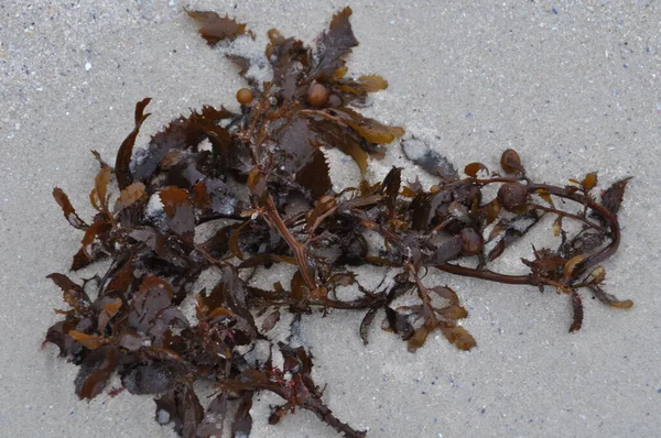 Seaweed on the sandy beach — Stock Photo, Image