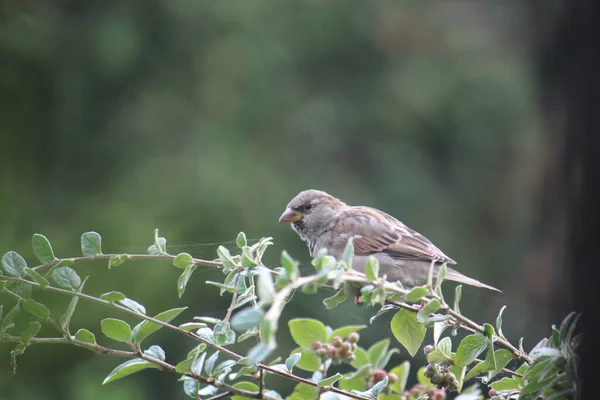 Un moineau sur une branche verte — Photo