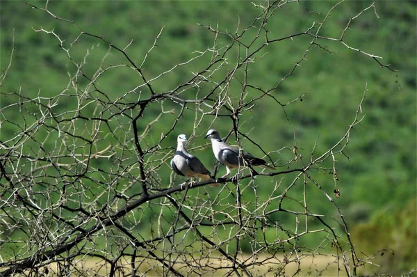 사바나의 가시 떨기나무에 있는 비둘기 두 마리 — 스톡 사진