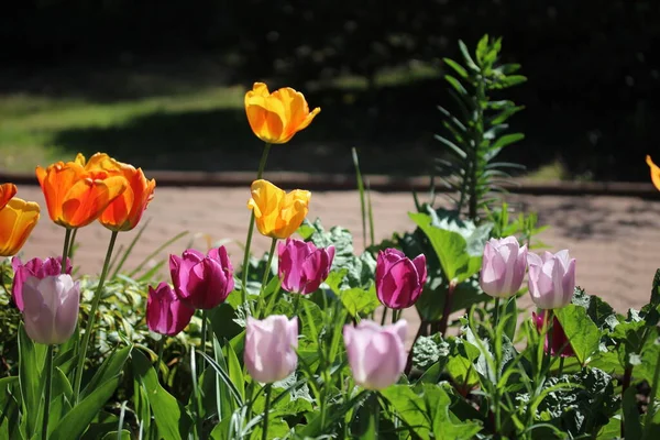 Tulipanes de colores en un macizo de flores — Foto de Stock