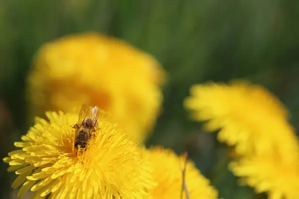 Une abeille assise sur une fleur de pissenlit jaune — Photo