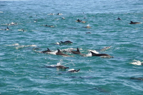 在印度洋赫马努斯附近的一群海豚 — 图库照片