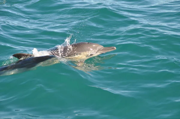 一只海豚在靠近鲱鱼的印度洋上游泳 — 图库照片