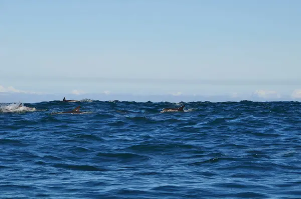 许多海豚在印度洋海岸前的海面上 — 图库照片