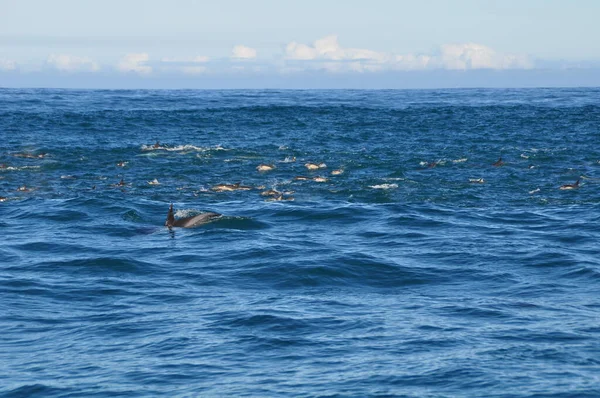 Una escuela de delfines en mar abierto — Foto de Stock