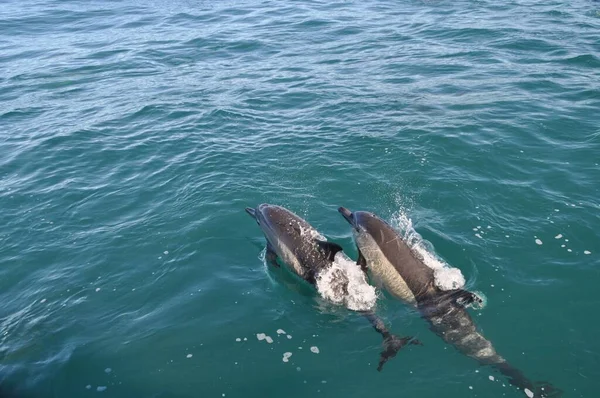 两只海豚在大海中游泳 — 图库照片