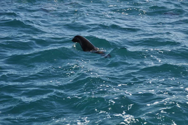 León marino nadando en el mar abierto —  Fotos de Stock