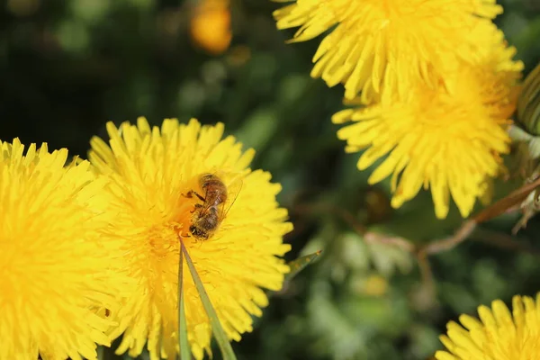 Une abeille assise sur une fleur de pissenlit jaune — Photo