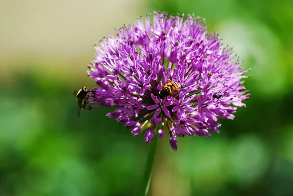 Alium púrpura en flor con un parhelophilus versicolor — Foto de Stock