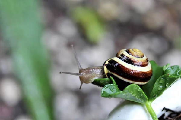 Chiocciola di granata su una foglia di un geranio — Foto Stock