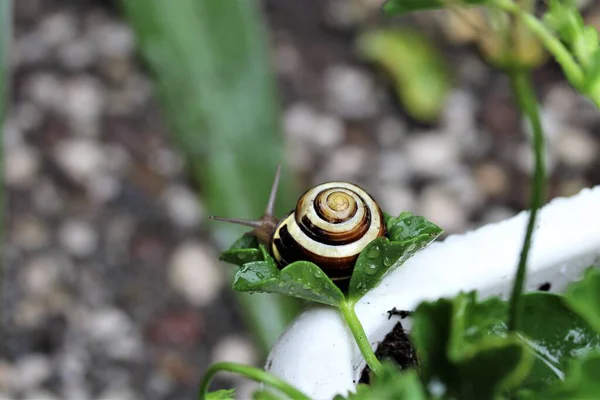 Um caracol de concha em uma folha de um gerânio — Fotografia de Stock