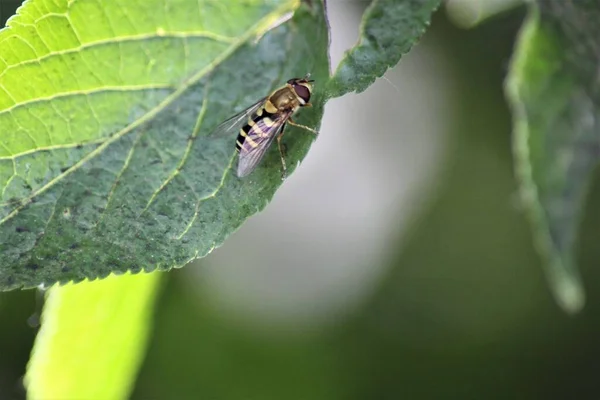 Um hoverfly grande em uma folha verde — Fotografia de Stock