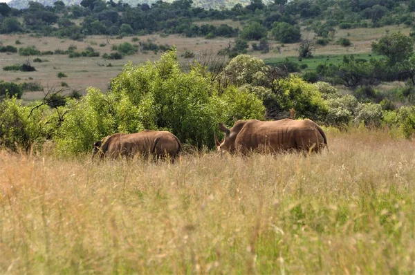 Dos rinocerontes blancos en Sudáfrica de pie en la sabana — Foto de Stock