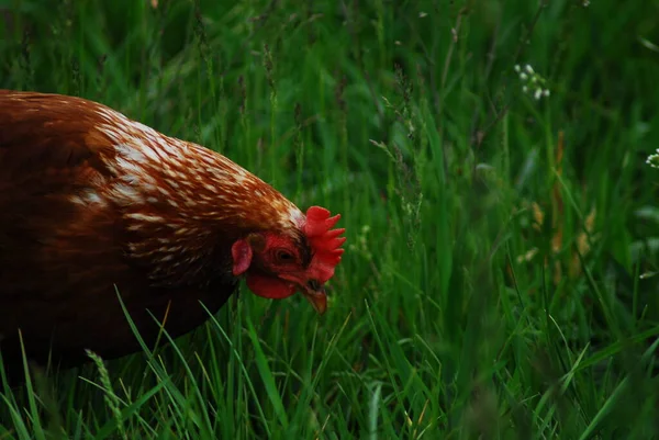 Один коричневый цыпленок на зеленом пастбище — стоковое фото