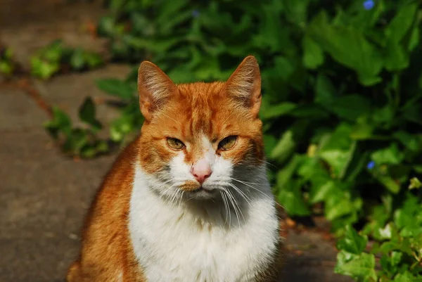 Красная кошка с белой грудью, сидящая на солнце — стоковое фото