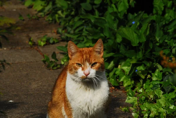 太陽の下に座っている白い胸を持つ赤い猫 — ストック写真