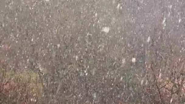 冬天的暴雪 — 图库视频影像