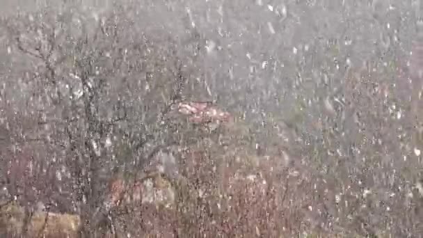 冬天的暴雪 — 图库视频影像