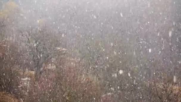 Schneesturm Winter — Stockvideo