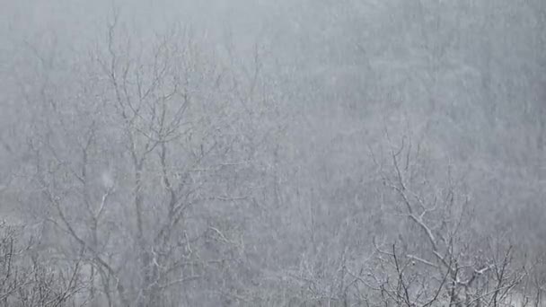 冬天的暴雪 — 图库视频影像