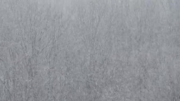 Blizzard Hiver — Video