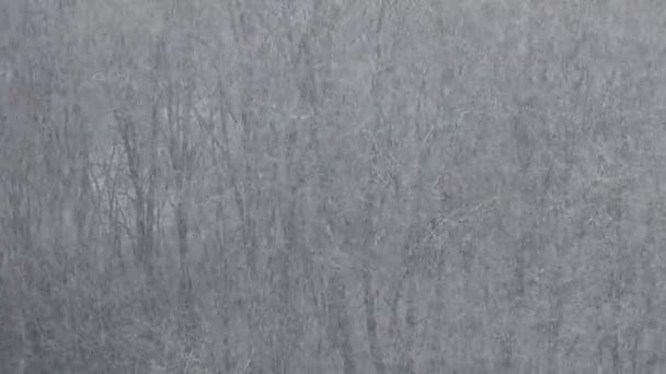Snöstorm Vintern — Stockvideo
