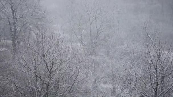 Снежная Буря Зимой — стоковое видео