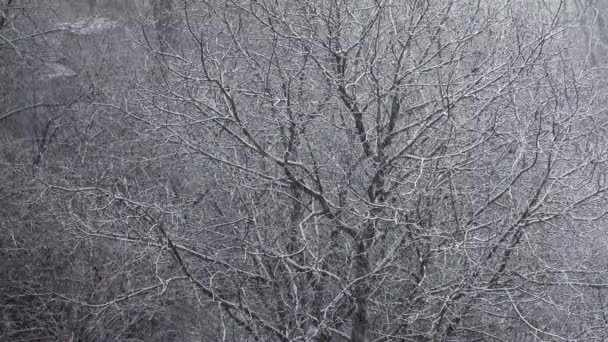 Снігопад Взимку — стокове відео
