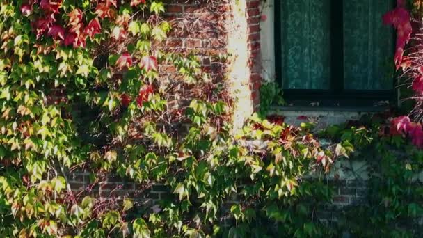 Efeu Der Ziegelwand Des Hauses Dreharbeiten Herbst — Stockvideo