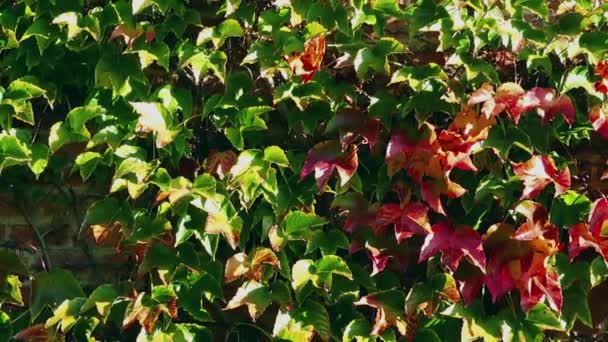 Hiedra Pared Ladrillo Casa Disparos Otoño — Vídeos de Stock