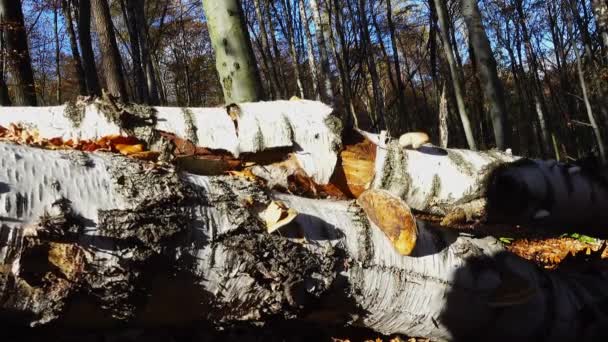 Hongos Madereros Tronco Del Árbol — Vídeos de Stock