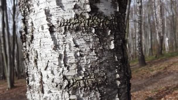 一丛丛的桦树 春天森林里的枪击案 — 图库视频影像