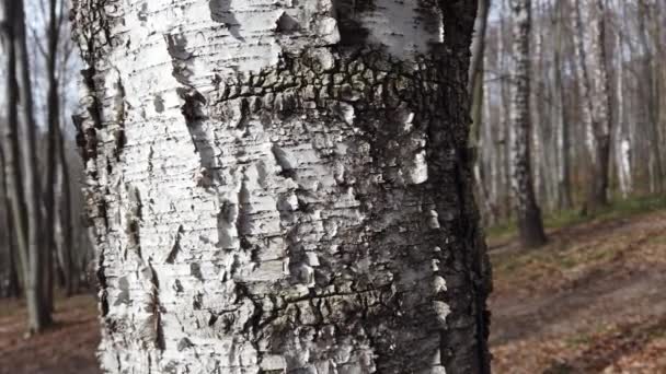 Des Troncs Bouleaux Tournage Dans Forêt Printemps — Video