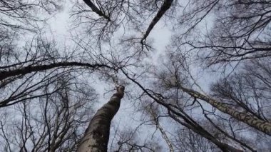 Ağaç gövdeleri. Bahar ormanında çekim..