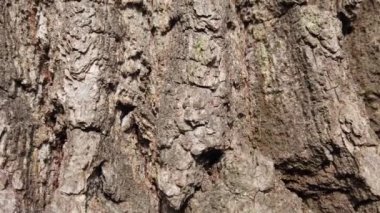 Bir ağacın gövdesi yangında yandı..