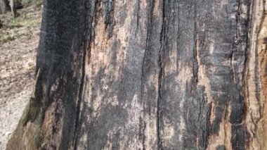 Bir ağacın gövdesi yangında yandı..