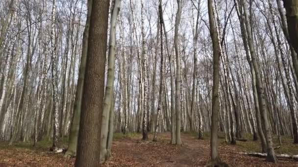 Abschuss Des Frühlingsholzes — Stockvideo
