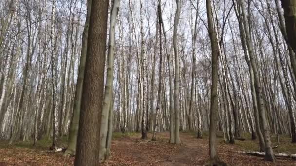 Tiro Madera Primavera — Vídeos de Stock