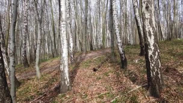 Des troncs de bouleaux. Tournage dans la forêt de printemps .