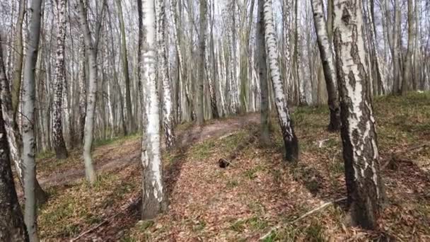 Bukser Med Bjørker Skyting Vårskogen – stockvideo