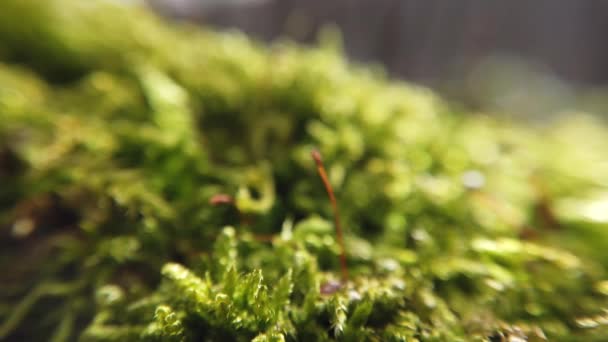 Moss Tronco Árvore Tiro Macro — Vídeo de Stock