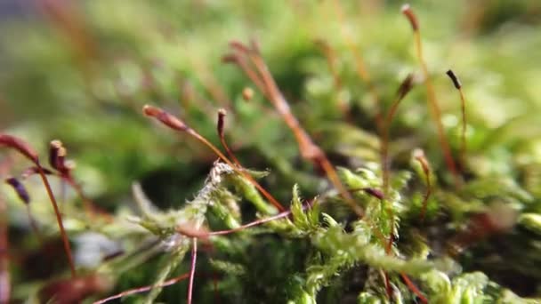 Moss Tronco Árvore Tiro Macro — Vídeo de Stock