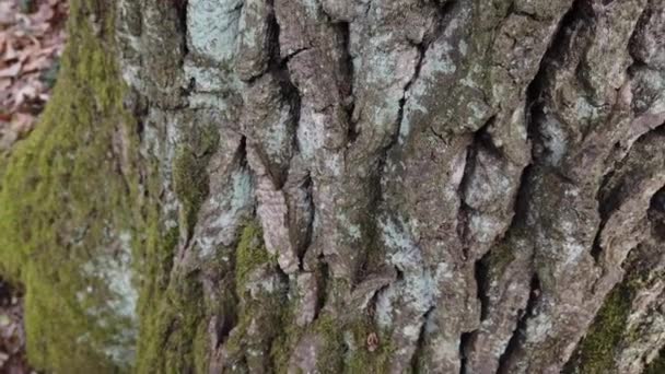 Moss Numa Árvore Tiro Tronco Latido Árvore — Vídeo de Stock