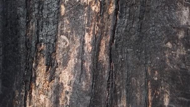 火に焼かれた木の幹 — ストック動画