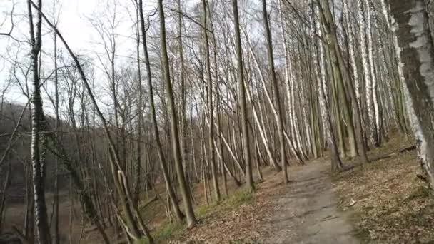 Tournage du bois de printemps .