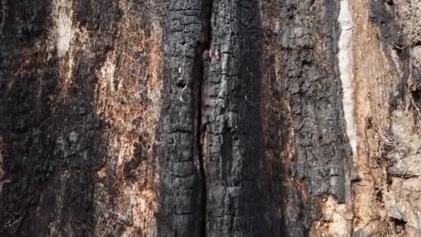 Tronco Uma Árvore Queimada Fogo — Vídeo de Stock