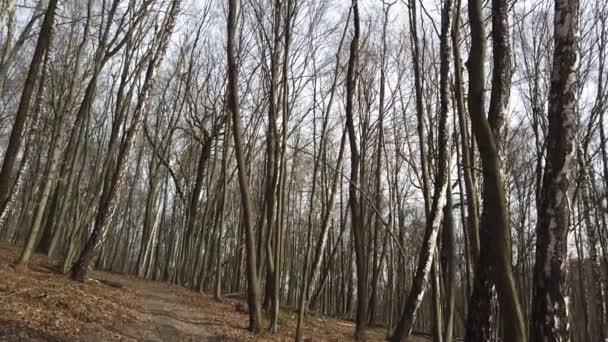 春の森の撮影 — ストック動画