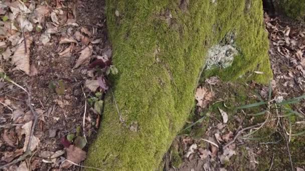 Muschio Albero Sparatoria Del Tronco Della Corteccia Dell Albero — Video Stock