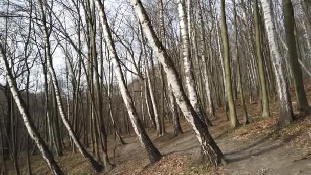 Tournage du bois de printemps .