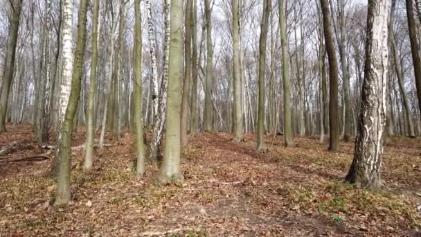 Tournage du bois de printemps .
